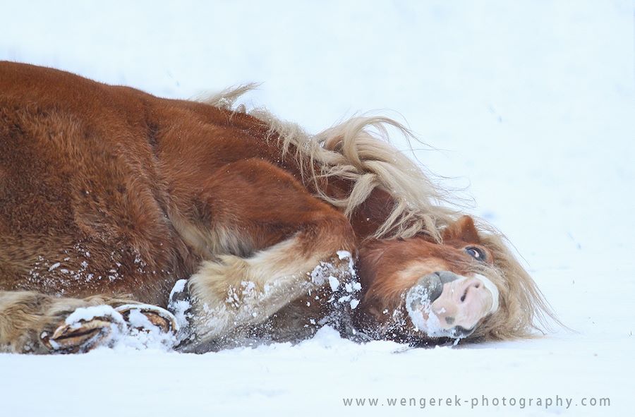 horse breeds a-z with pictures